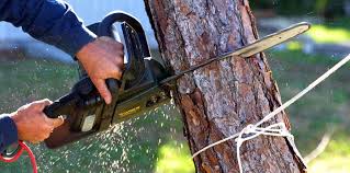 How Our Tree Care Process Works  in Waukegan, IL